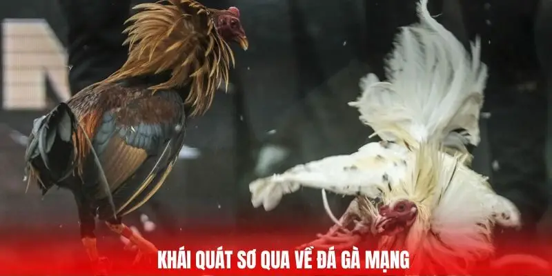 Khái quát sơ qua về đá gà mạng