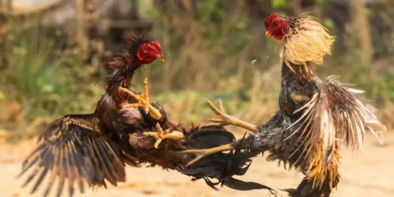 Sảnh đá gà Odin Gamecock được nhiều người yêu thích