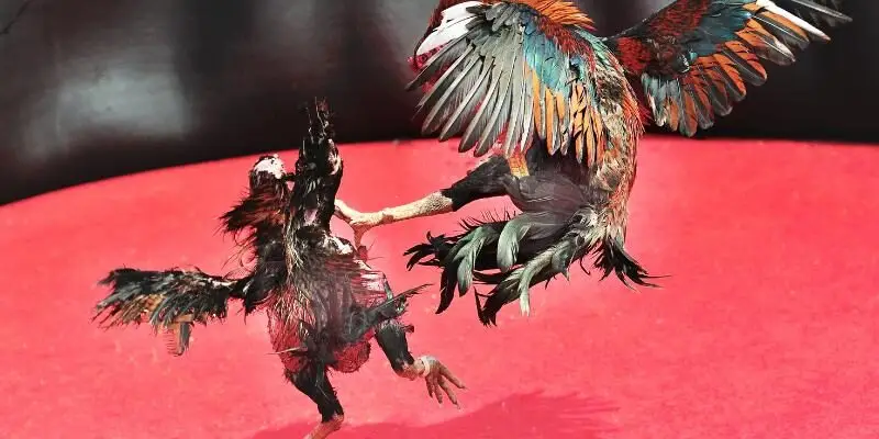 Thỏa sức trải nghiệm những trận đấu Đá Gà Cựa Tròn kịch tính